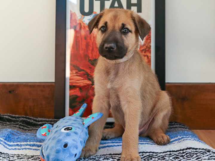 chinook puppy